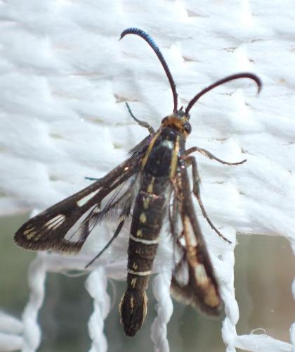Chamaesphecia sp.